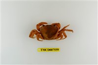 藏品(拉氏清溪蟹)的圖片